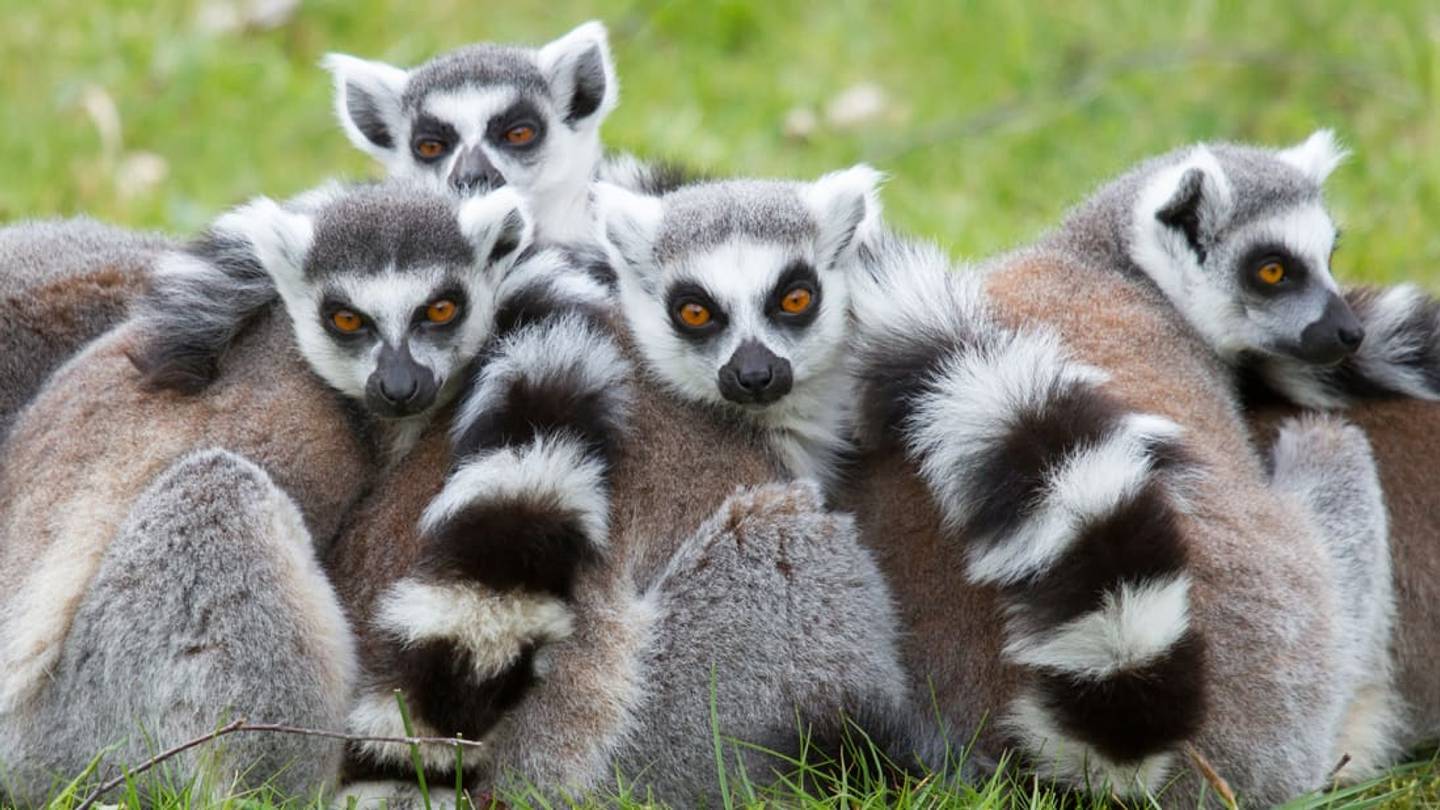 How Ancient Romeâs Scariest Ghosts Gave Their Name to Madagascarâs Lemurs