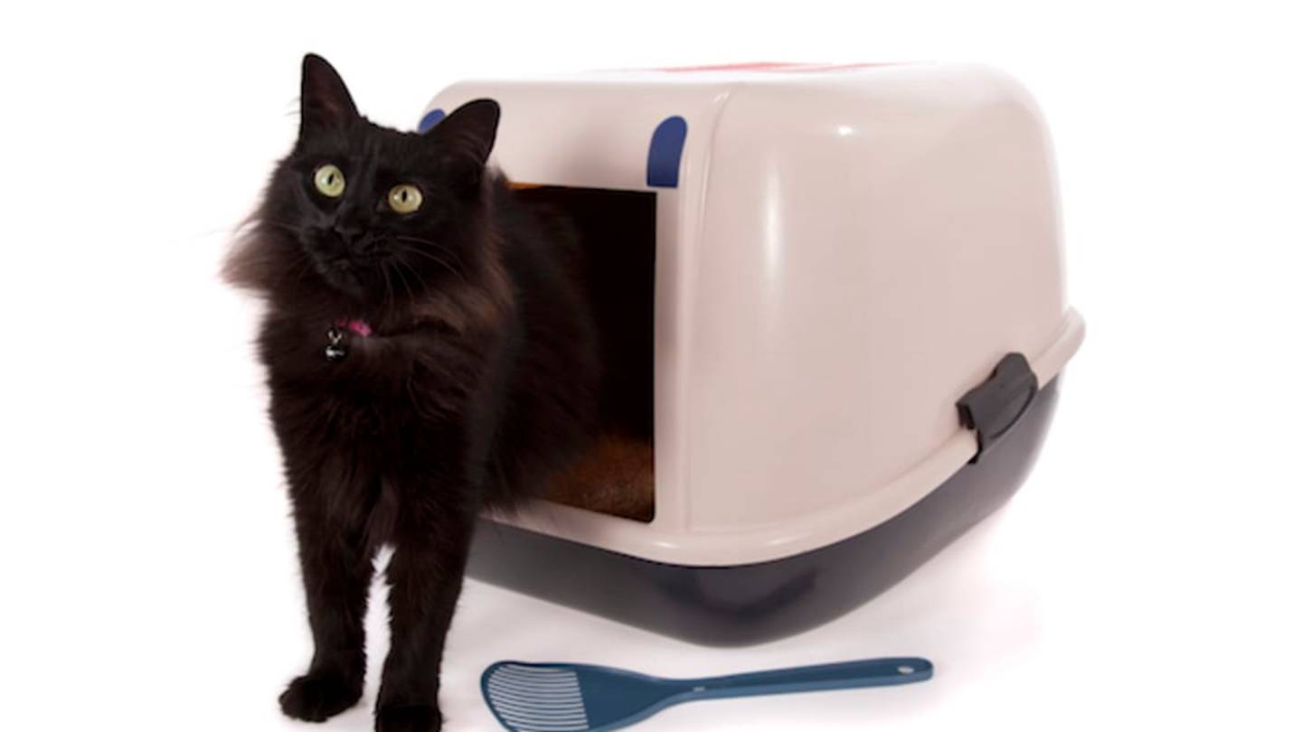 8 Tips for Improving Your Cat's Litter Box