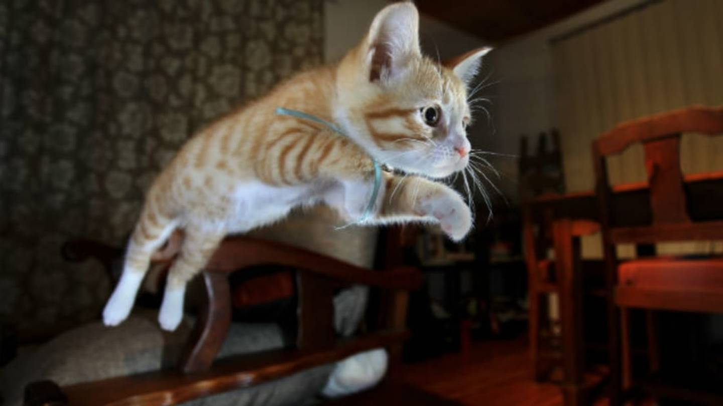 7 Pets Who Rescued Their Humans