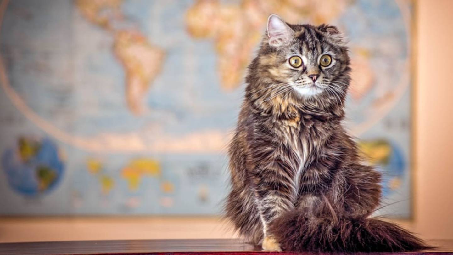 15 Times Felines Made History