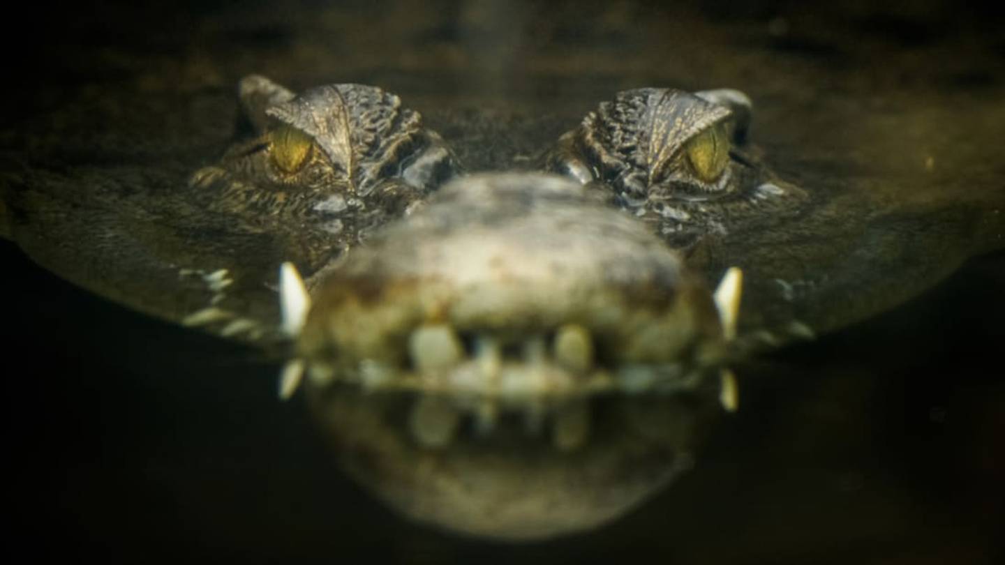 7 Myths and Misconceptions About Crocodilians, Debunked