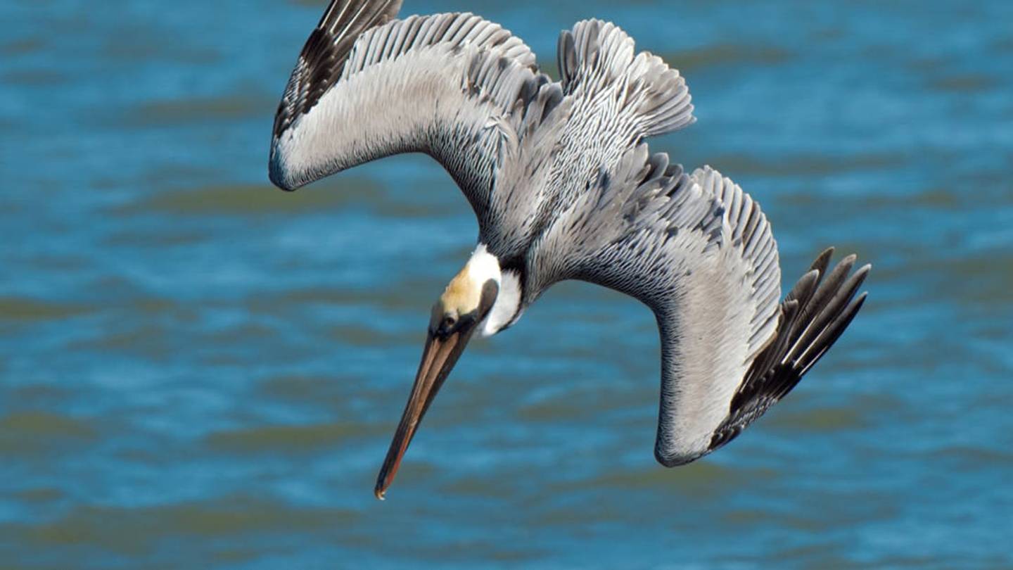 How a Pelican Survives a 40-Foot Drop Into the Ocean With No Broken Bones