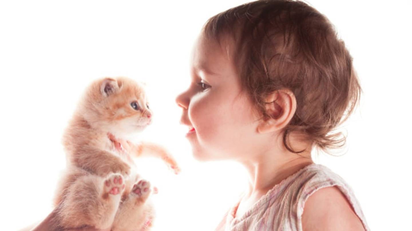 New Study Finds No Link Between Childhood Cat Ownership and Psychosis