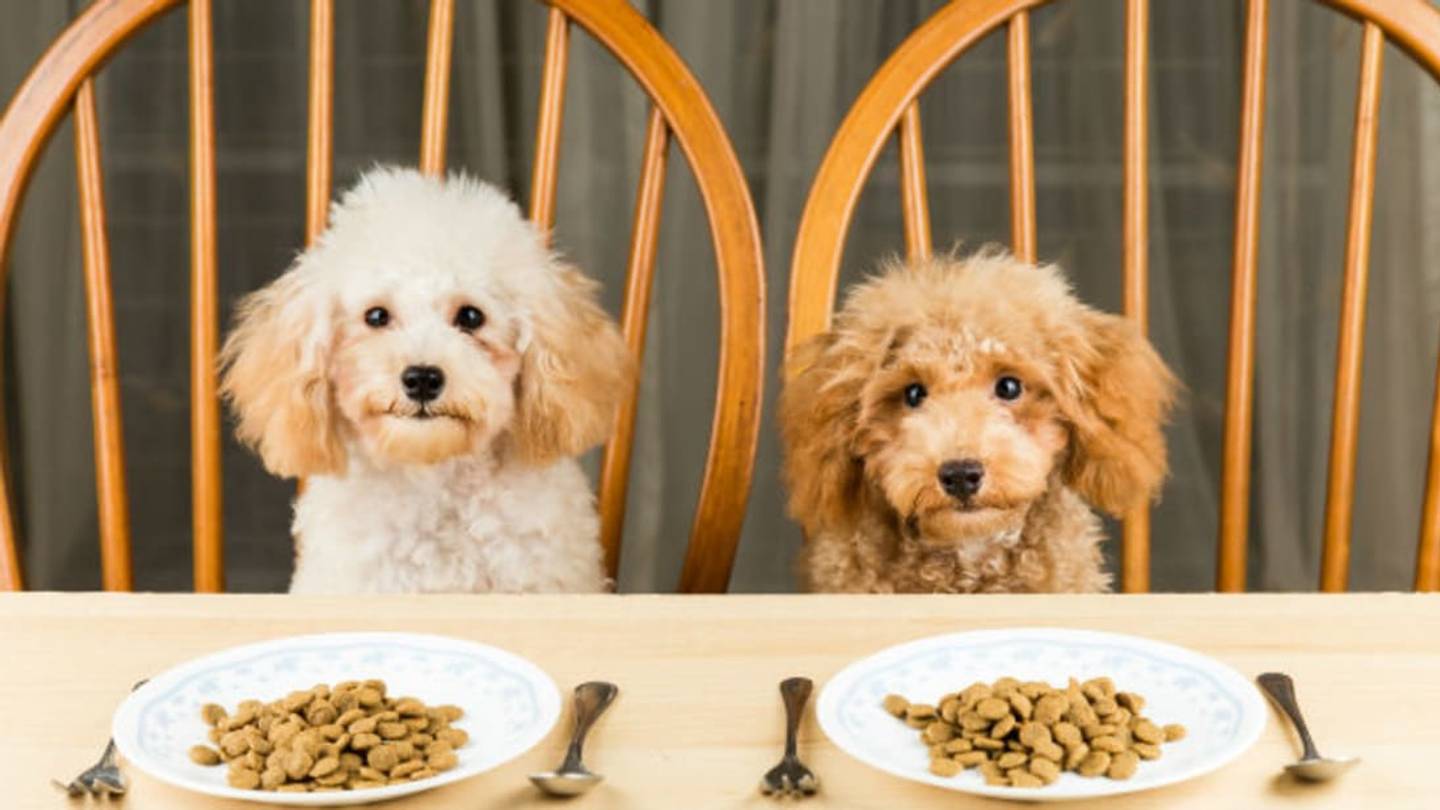 How Pet Food Developers Whet Furry Appetites
