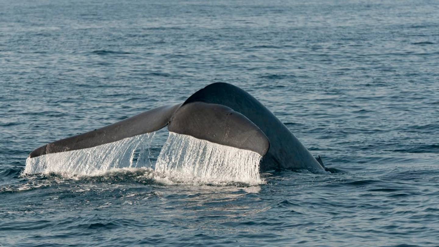 Scientists Think They Know How Whales Got So Big