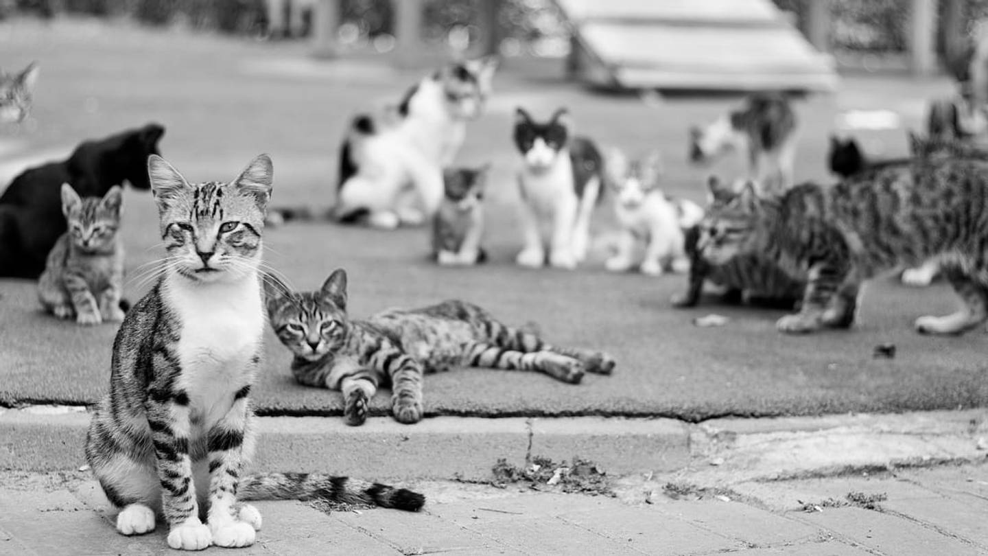 In 1909, a Door-to-Door Catnip Salesman Incited a Riot in New York