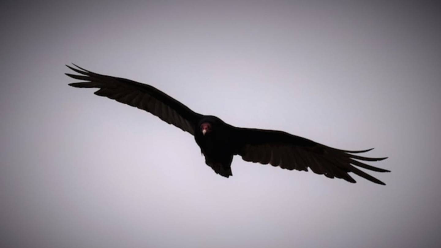Why Don't Vultures Eat Live Prey?