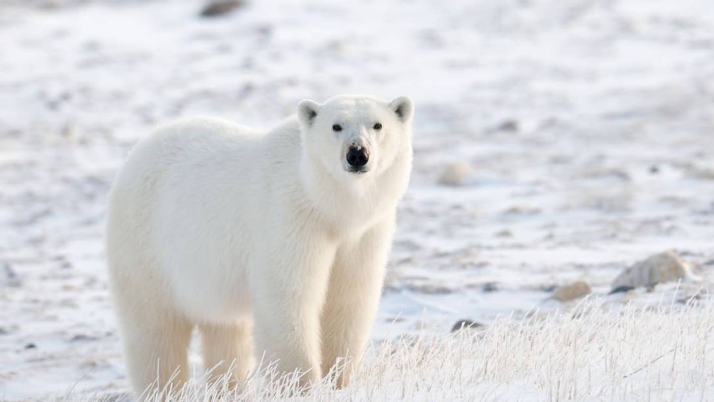 Polar Bear Invasion in Arctic Russian Village Prompts State of Emergency
