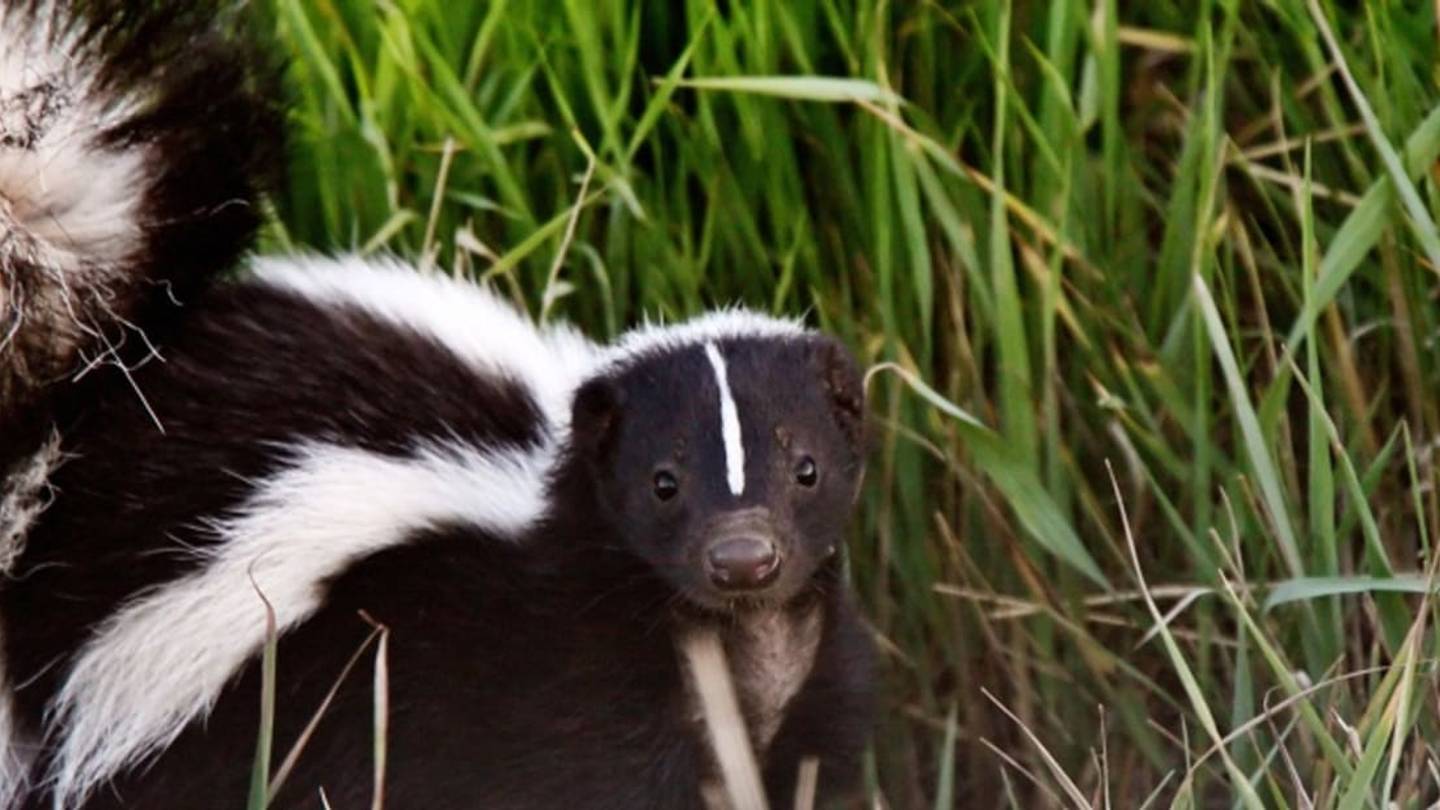 The Humane Way to Keep Skunks out of Your Yard