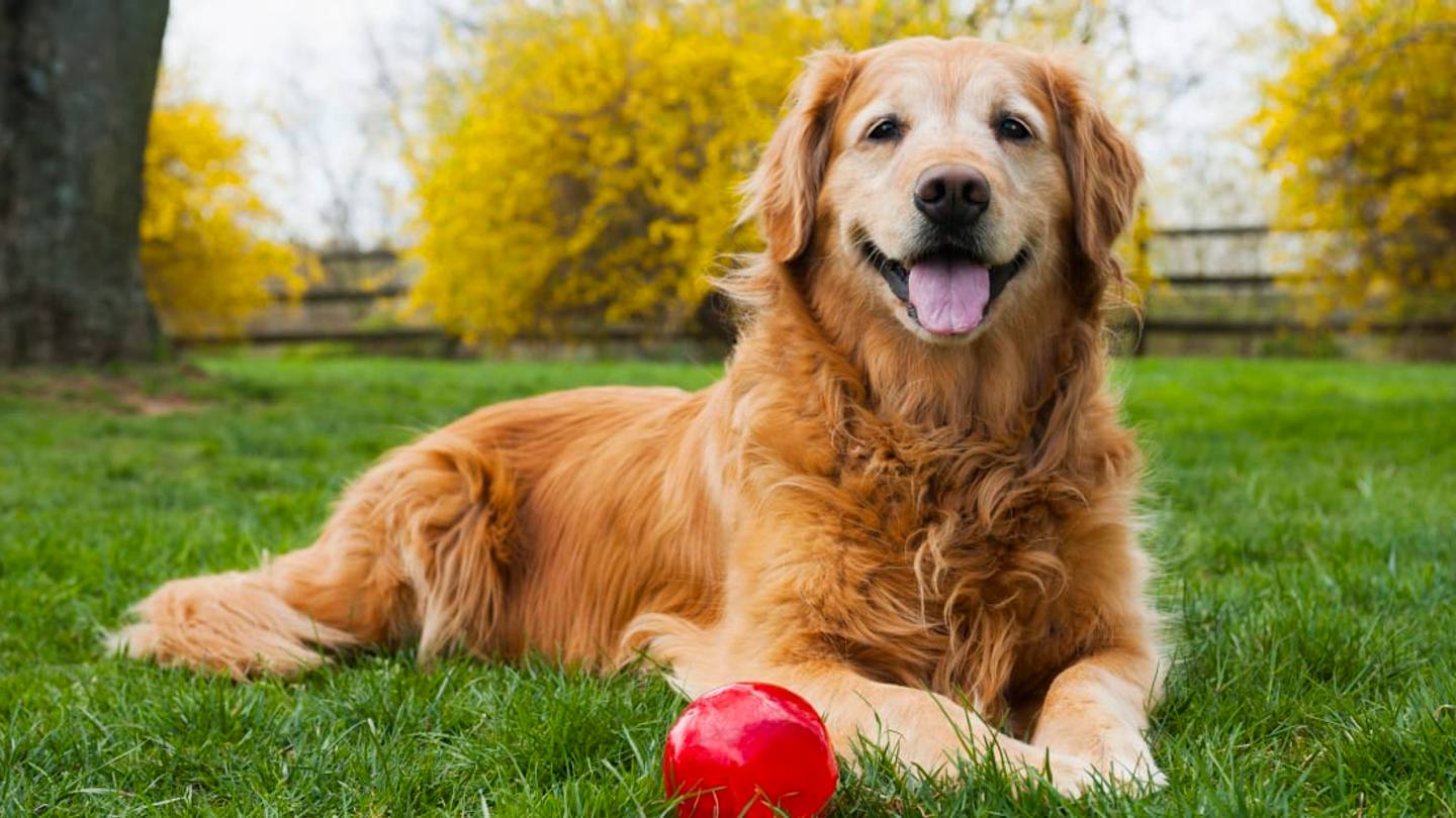 Are 'Dog Years' a Real Thing?