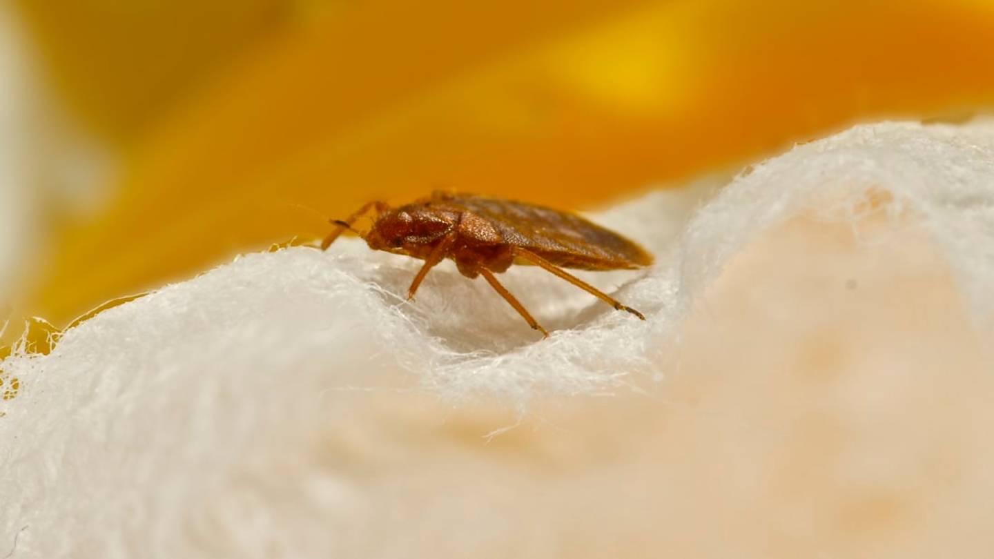 50 of Americaâs Most Bed Bug-Infested Cities