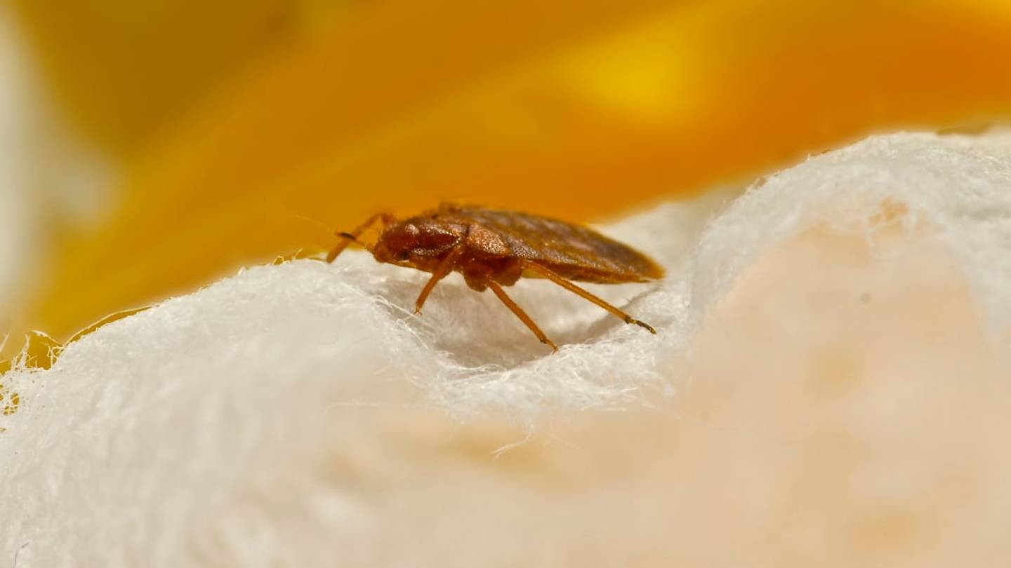 A Chemical in Bed Bug Poop Might Be Making You Feel Sick