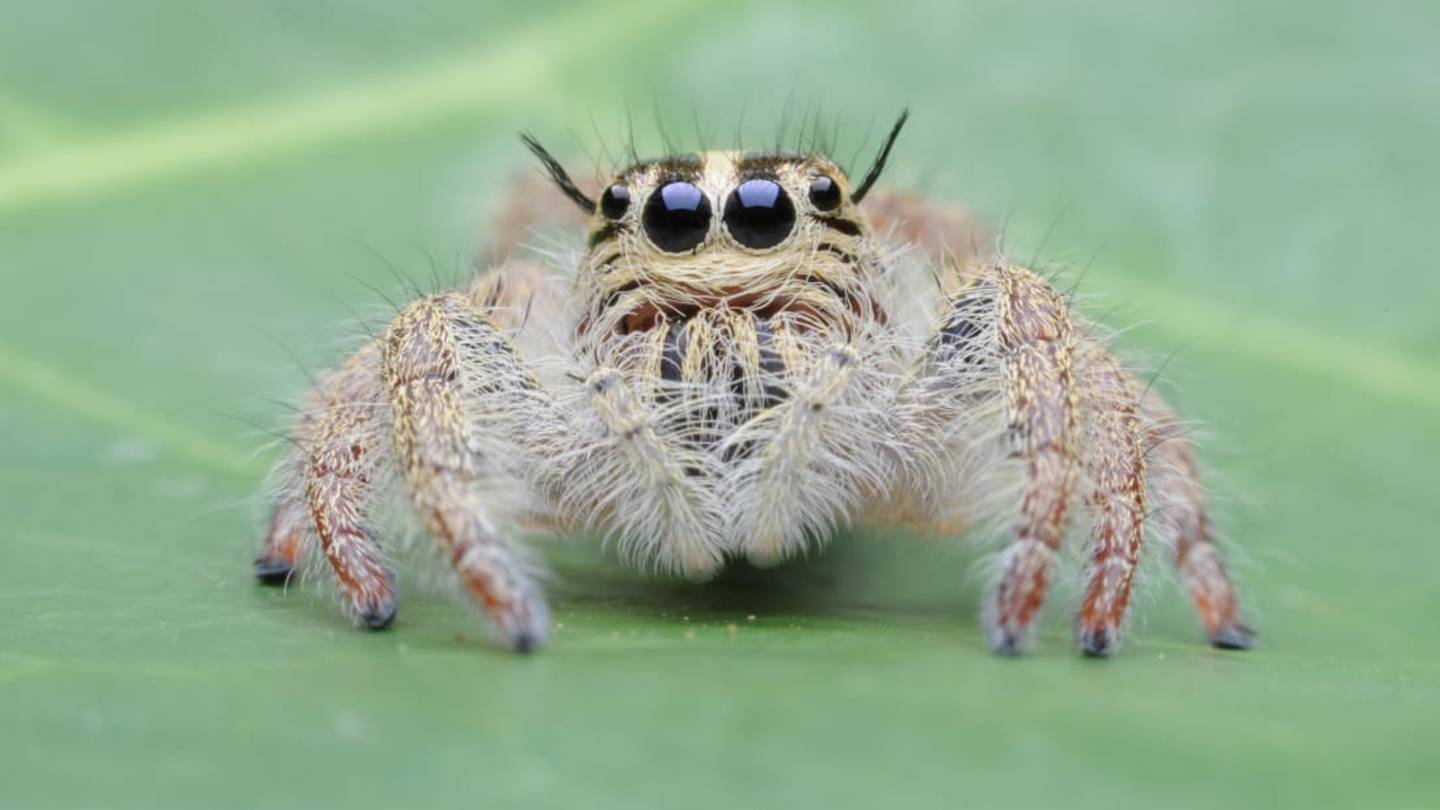 Watch a "Trained" Spider Named Kim Leap Six Times Its Body Length
