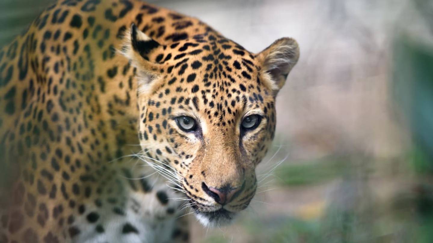 10 Roaring Facts About Jaguars