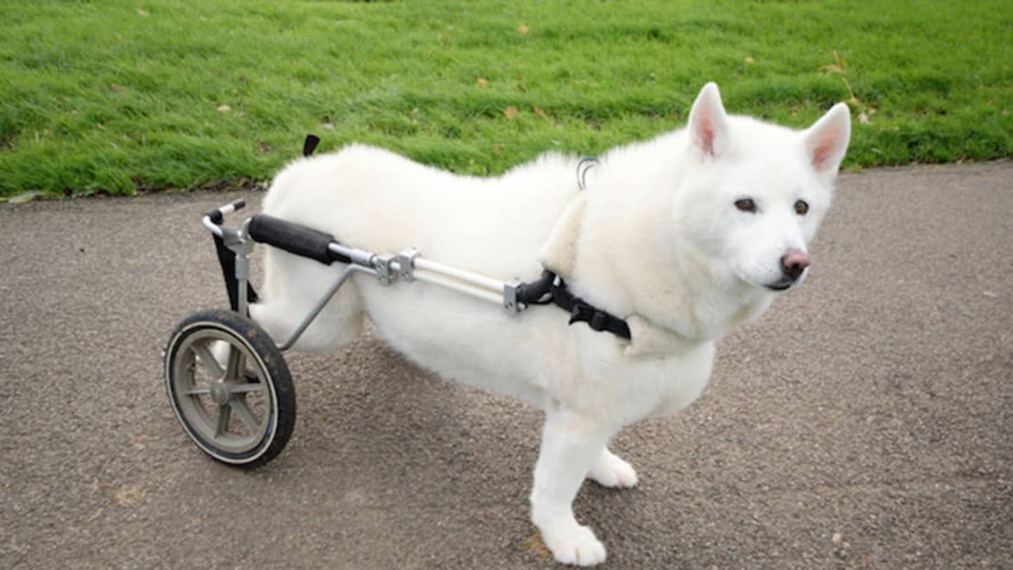 8Â Heartwarming Animal Retirement Homes