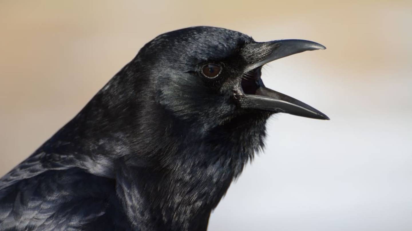 Why Crows Hold Noisy Funerals for Their Fallen Friends