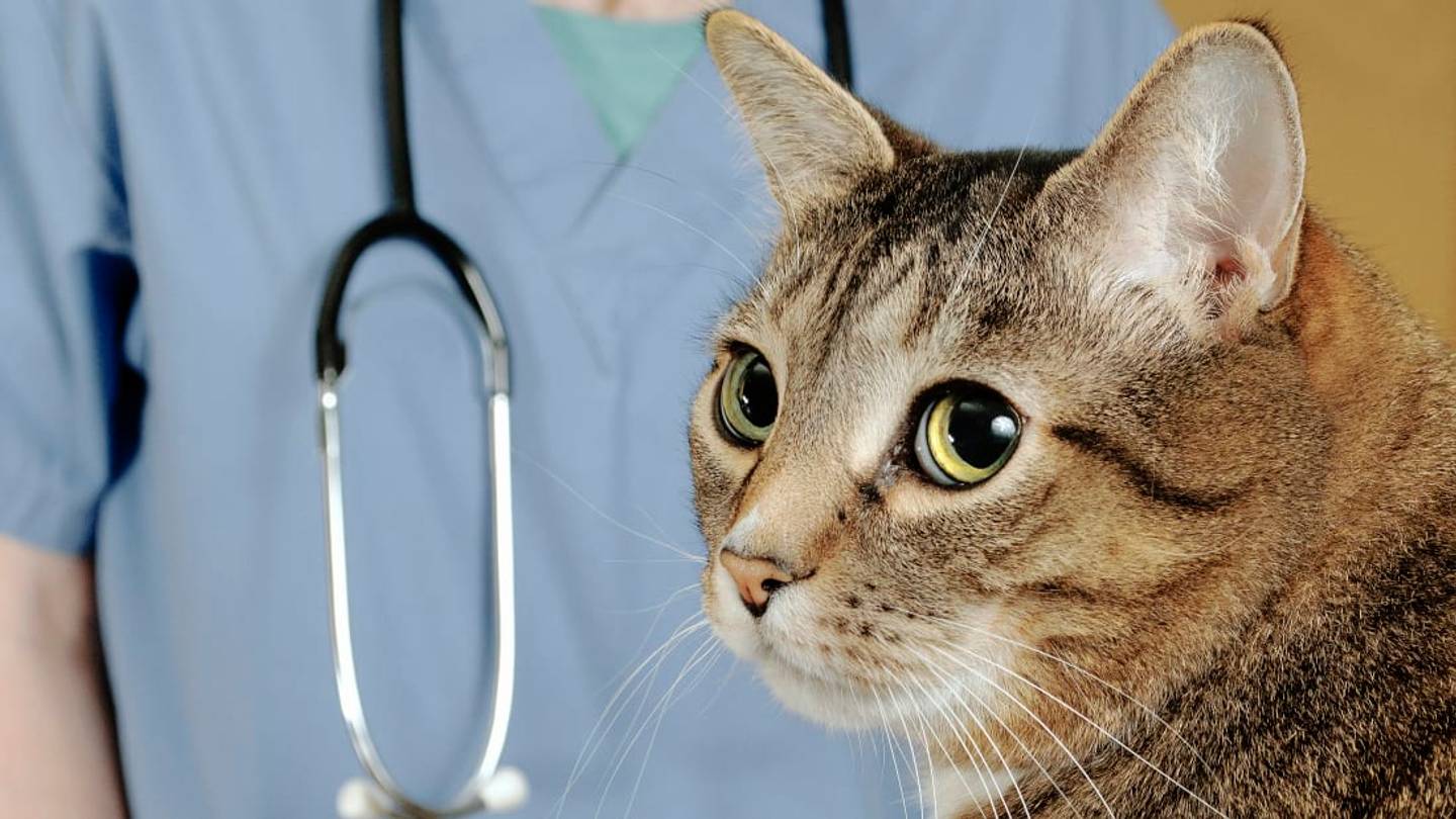 New Health-Monitoring Litter Box Could Save You a Trip to the Vet