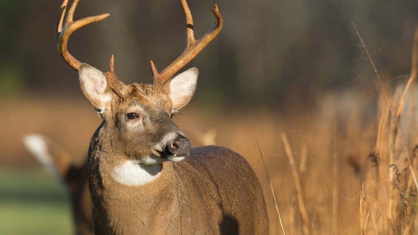 Camera Trap Catches Deer Gnawing Human Remains
