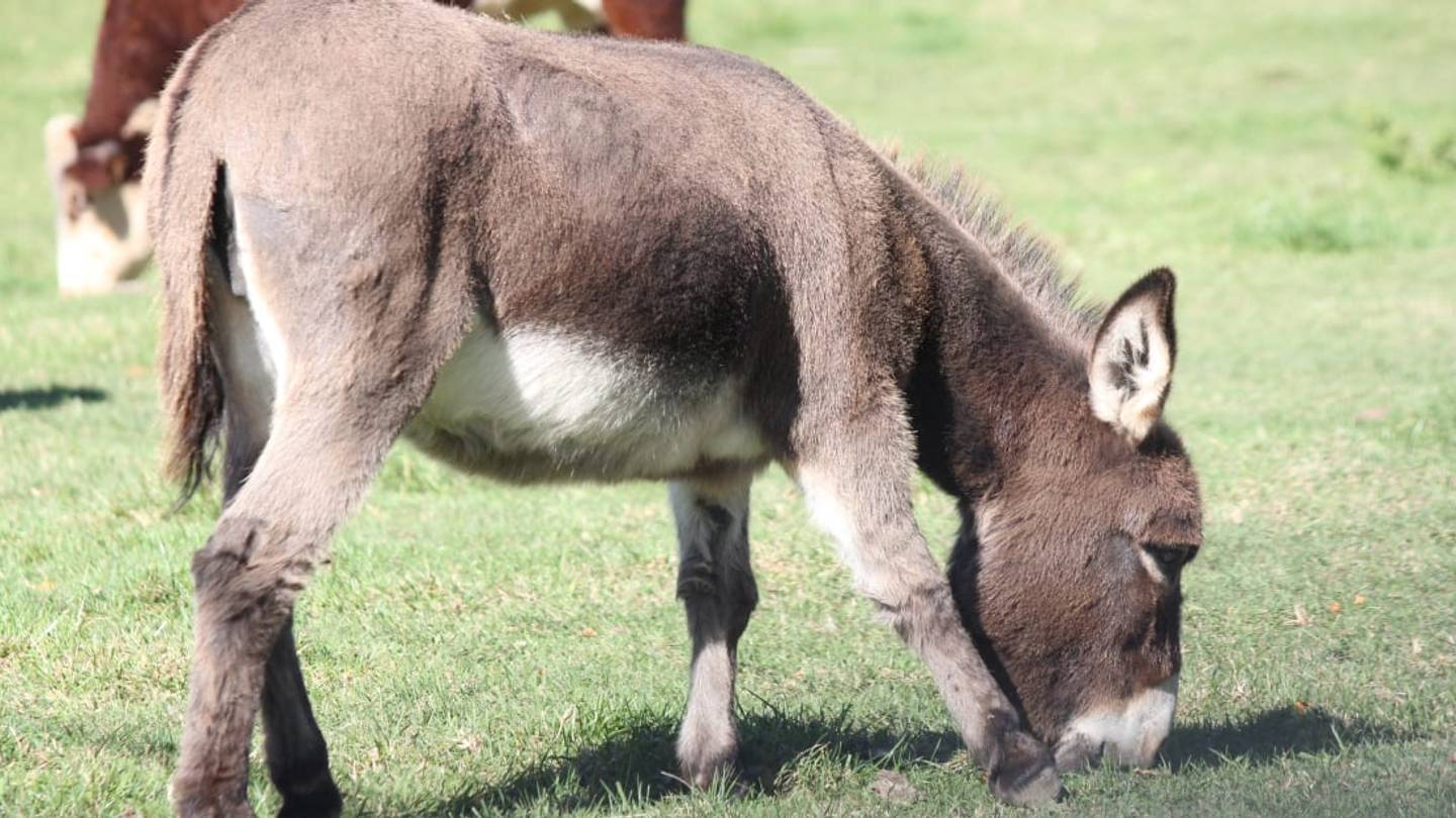 Dozens of Donkeys, Mini-Donkeys, and Baby Donkeys Are Looking for New Homes