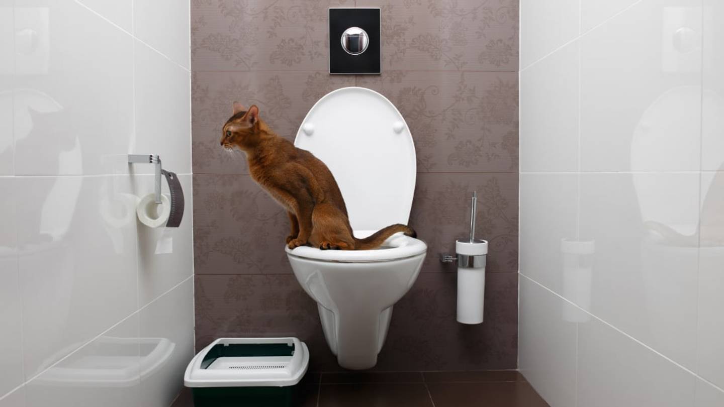 Jazz Icon Charles Mingus Wrote a Manual for Toilet Training Your Cat