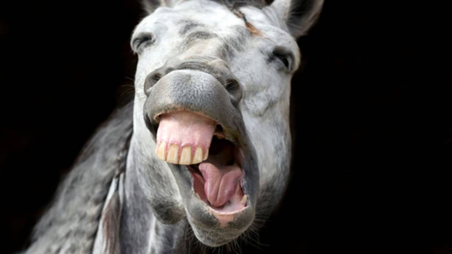 In Australia, Horses Kill More People Than Venomous Creatures Do