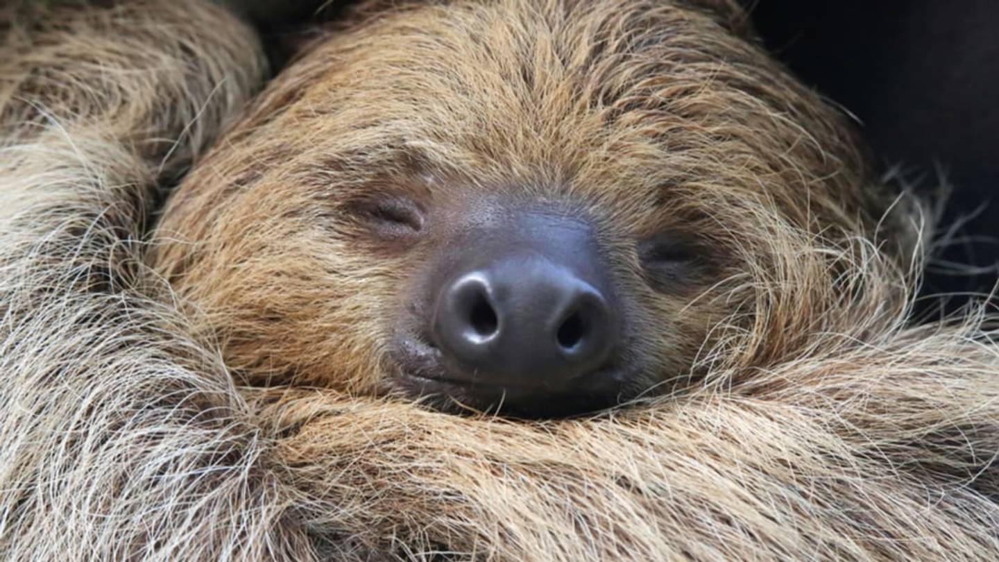 Some Sloths Are More Slothful Than Others