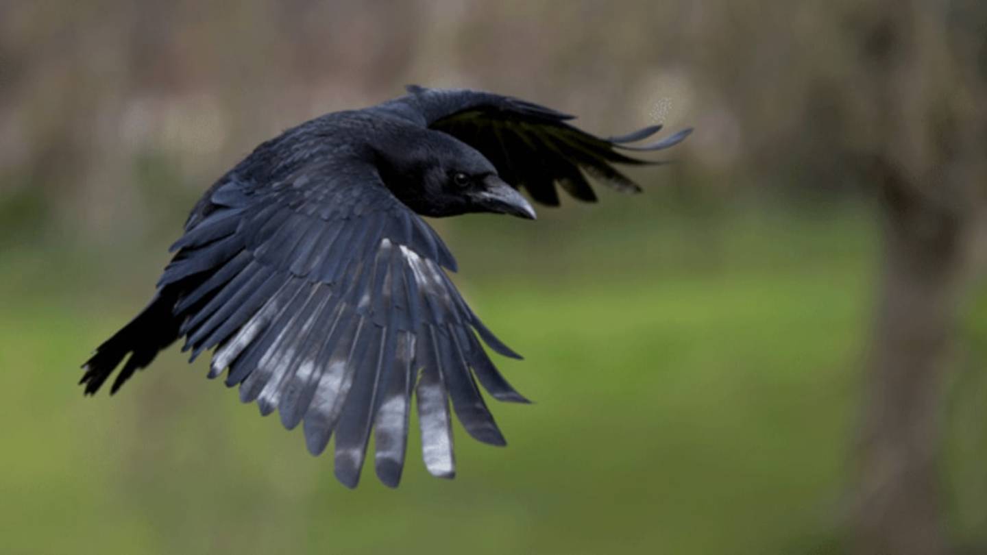 Crow Attacks on Humans Are on the Rise in Australia