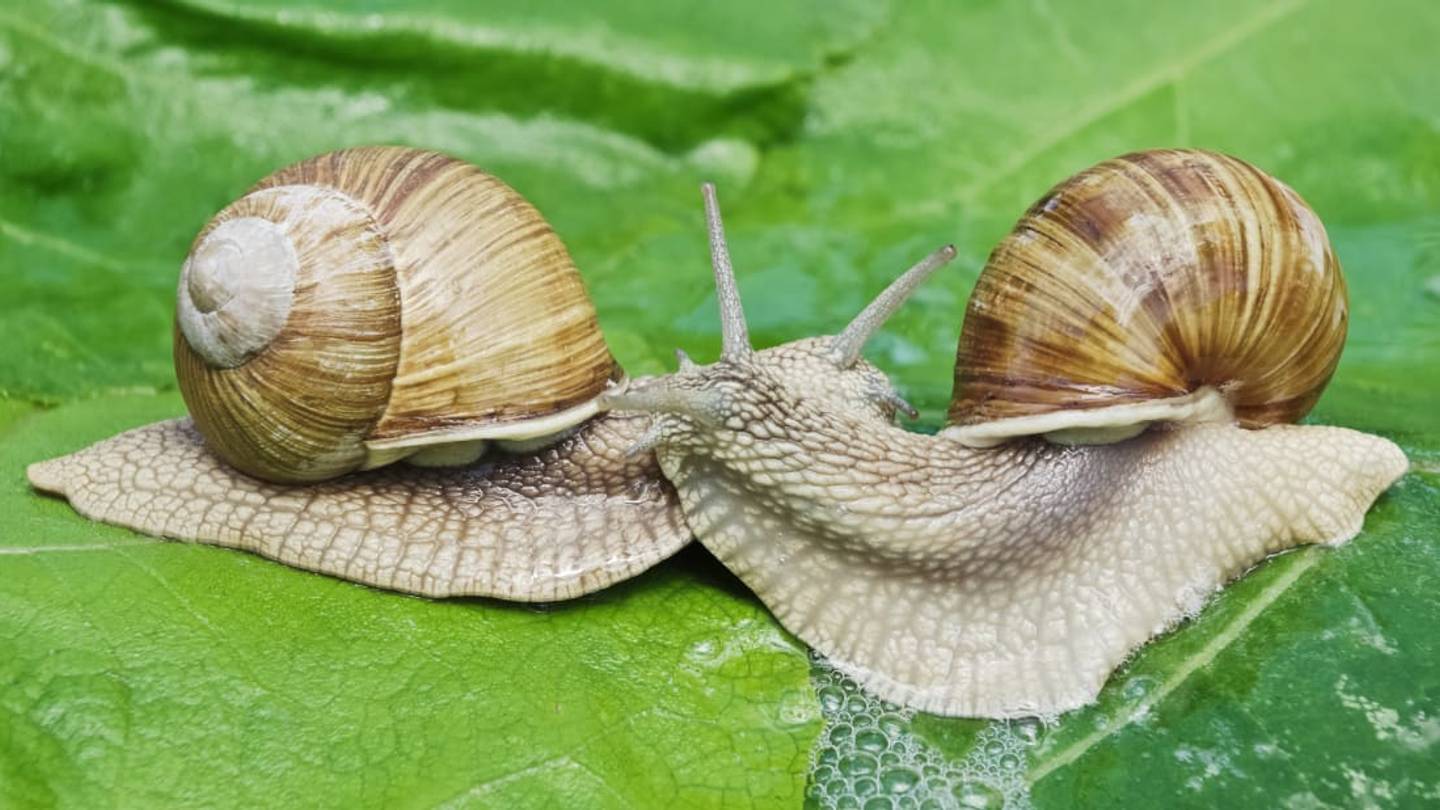 The Weird, Disturbing World of Snail Sex