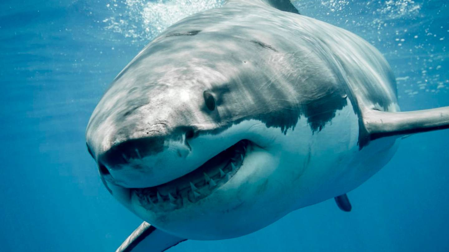 What to Know About Shark Attacks Before You Hit the Beach