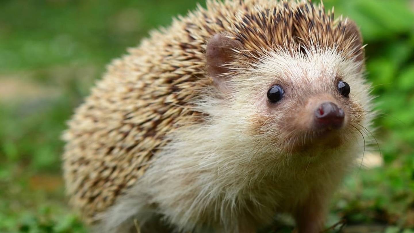Why Tiny 'Hedgehog Highways' Are Popping Up Around London