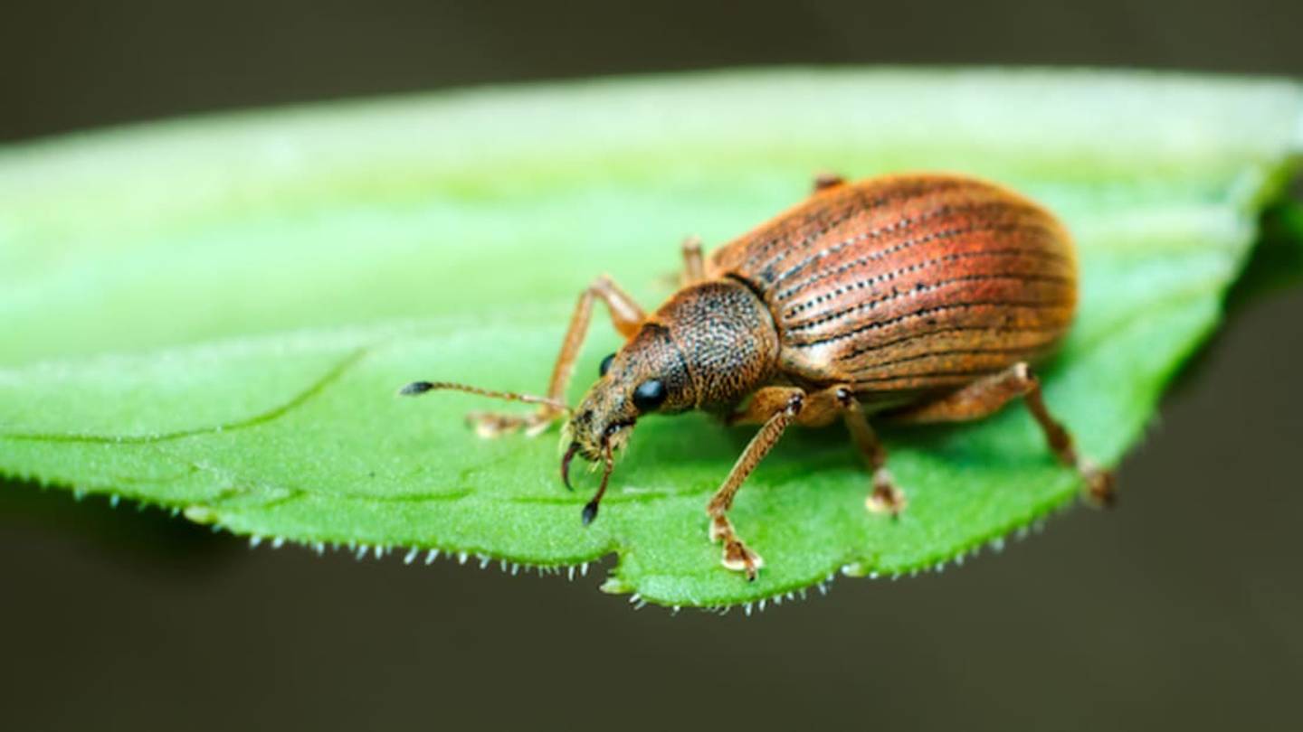 Married Entomologists Donate Insect Collection Worth $10 Million