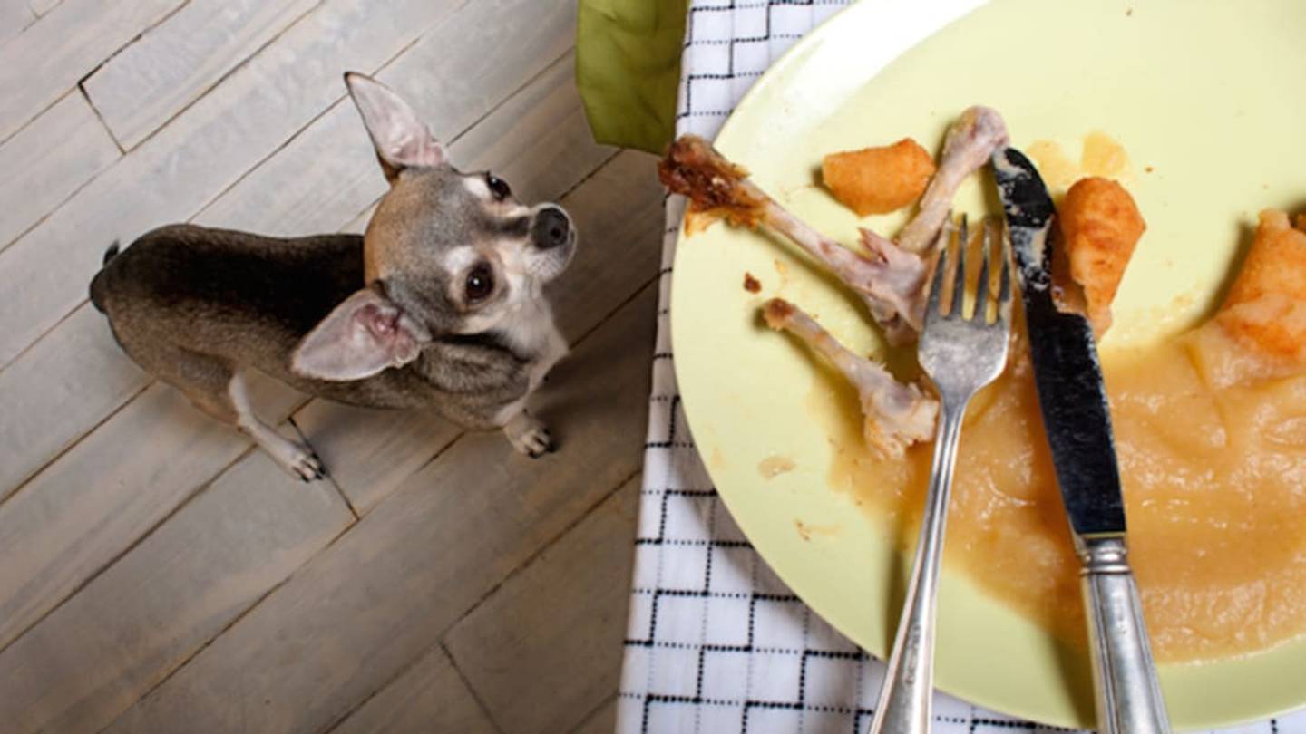 How to Keep Your Pet Safe This Thanksgiving