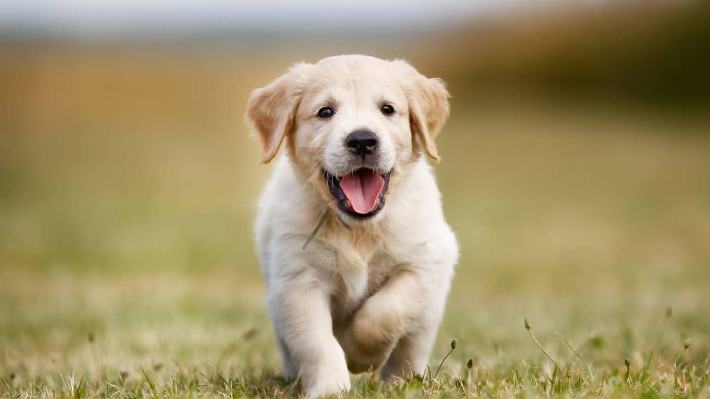 Americaâs 10 Most Popular Dog Breeds