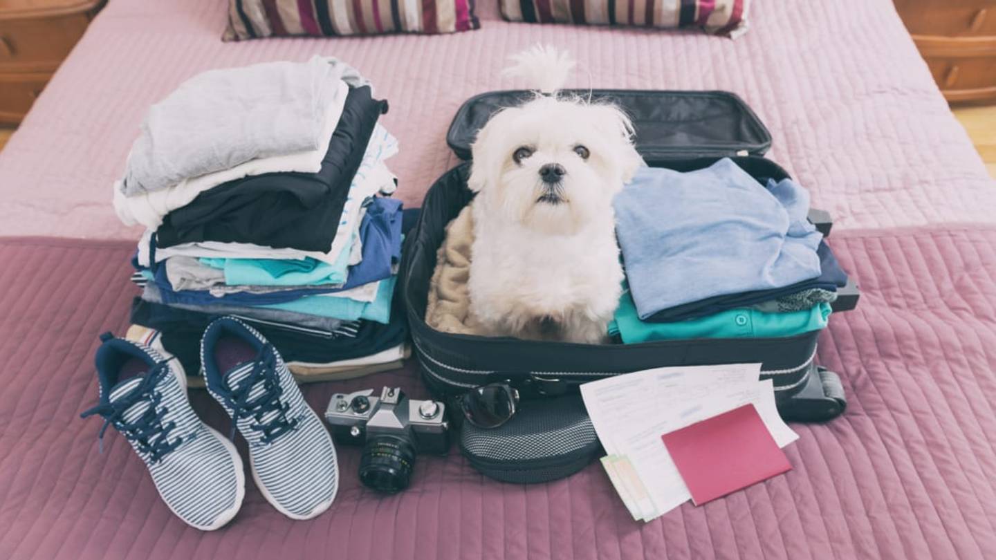 5 Tips for Staying Safe and Sane While Traveling With Your Pet