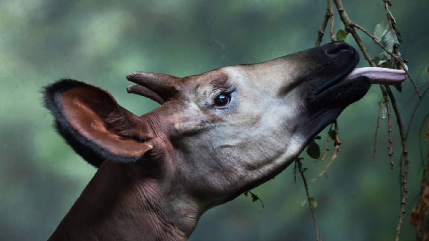 11 Mysterious Facts About Okapis