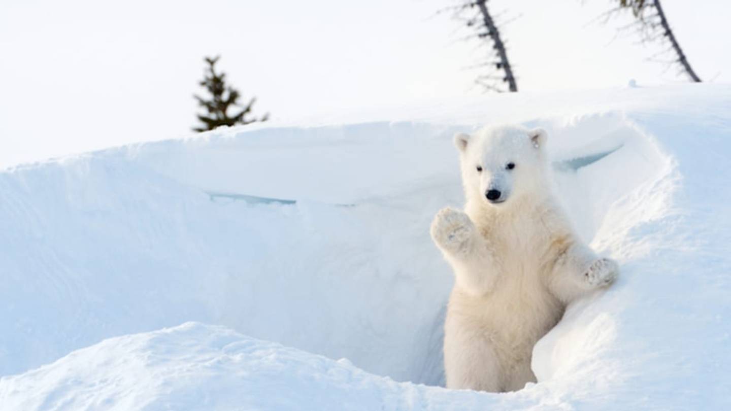 8 Surprising Tales of Human-Bear Encounters