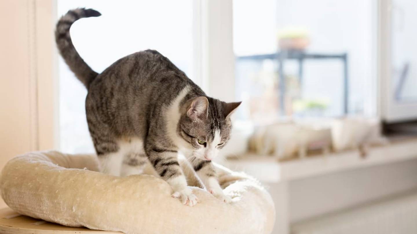 Why Do Cats Love to Knead?