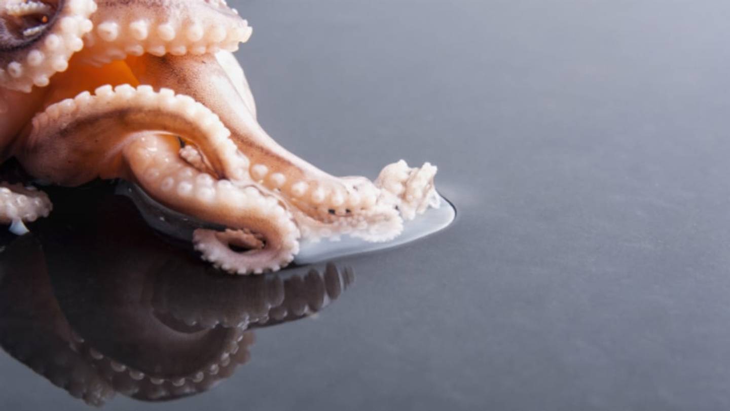 Supermoon Tides May Have Stranded an Octopus in a Parking Garage
