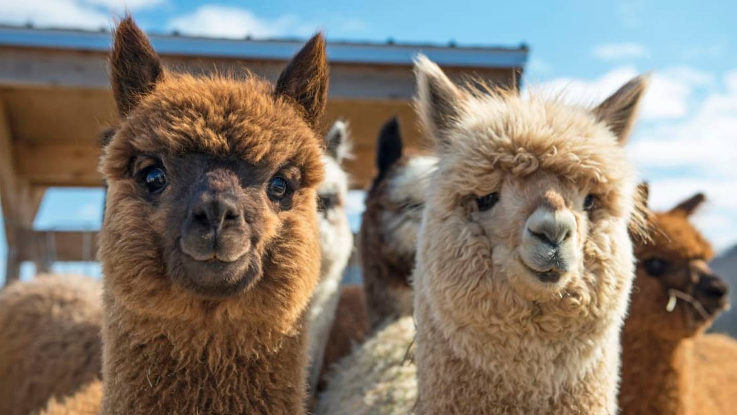 Move Over, Goat Yoga: Alpaca Dance Classes Have Arrived