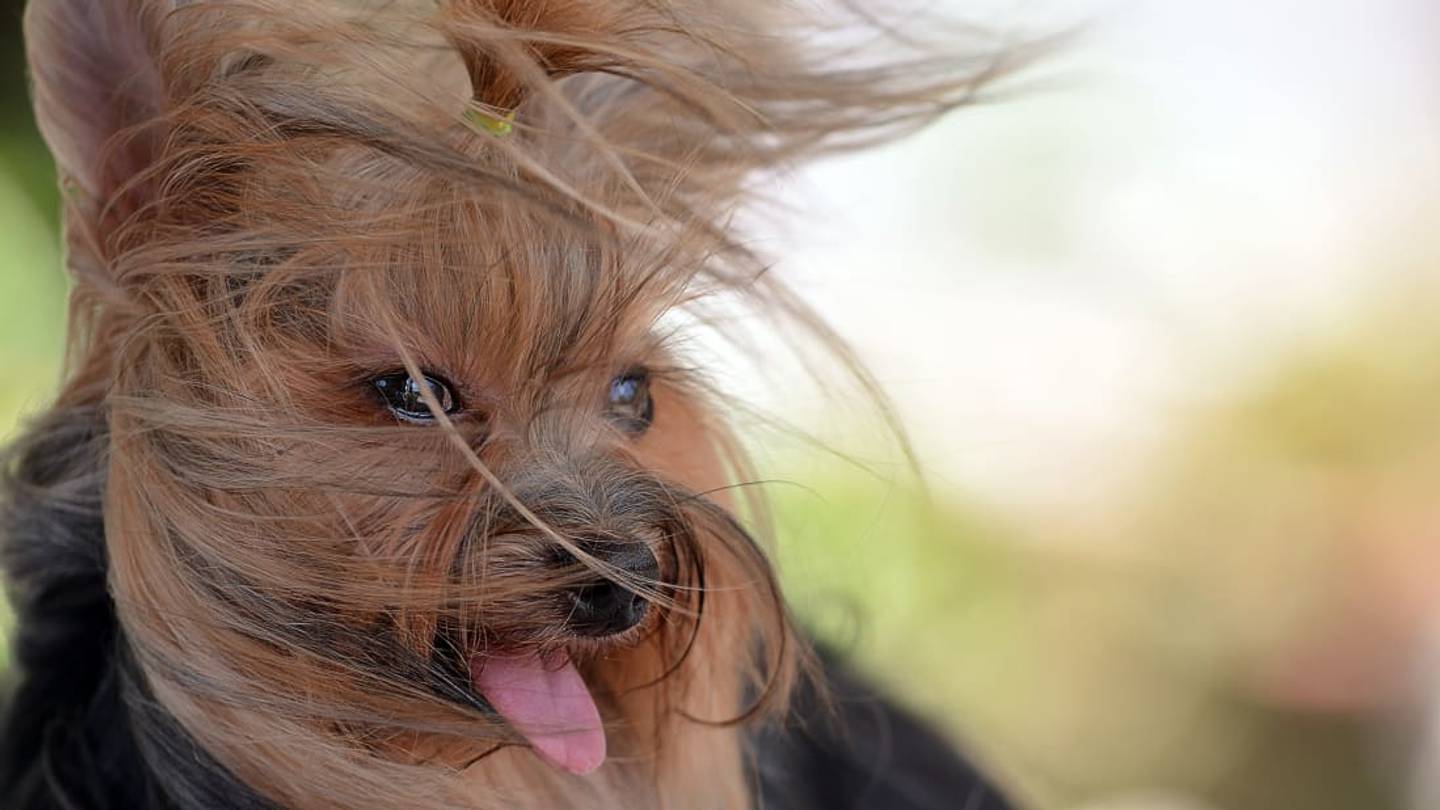 Clevelandâs National Weather Service Issued an Unofficial 'Small Dog Advisoryâ Due to High Winds