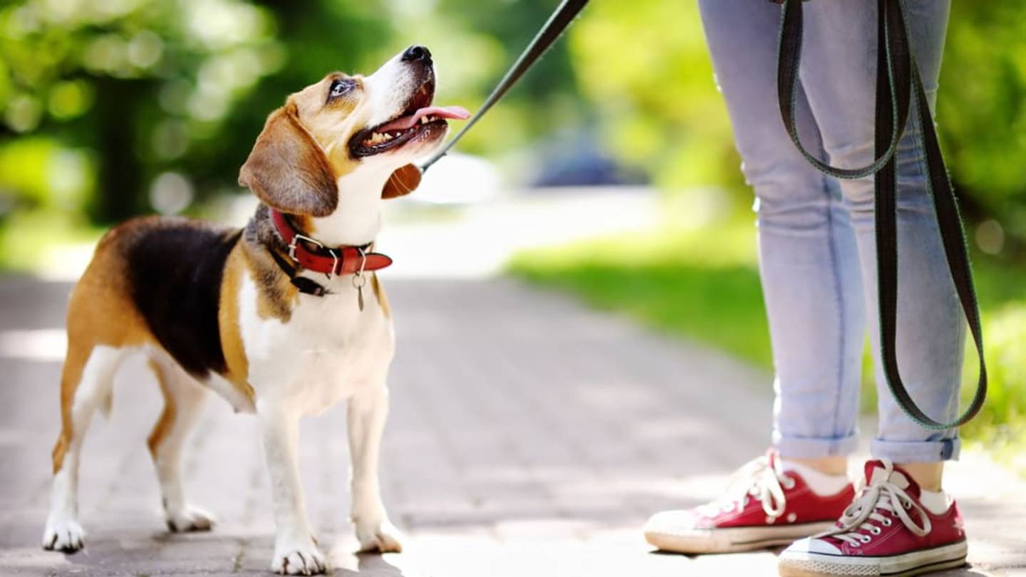 7 Opportunities for Animal Lovers to Help Their Communities