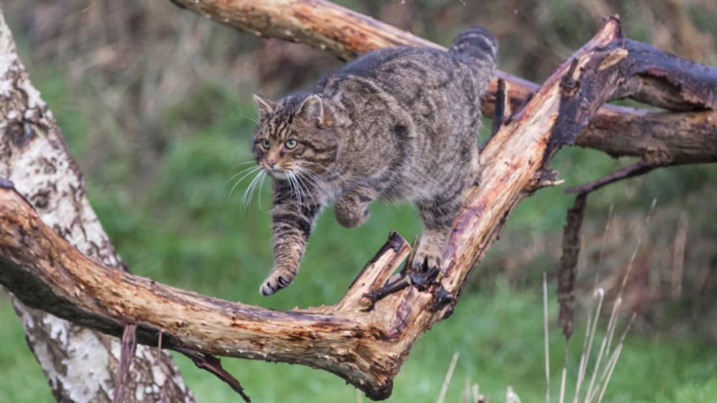 11 Fierce Facts About Scottish Wildcats