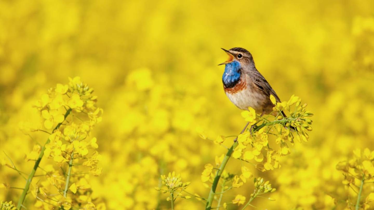 Where Do Birds Get Their Songs?