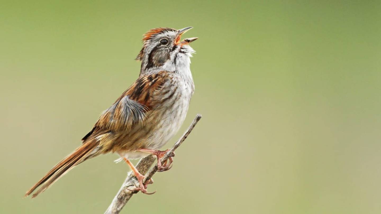 These Sparrows Have Been Singing the Same Songs for 1500 Years