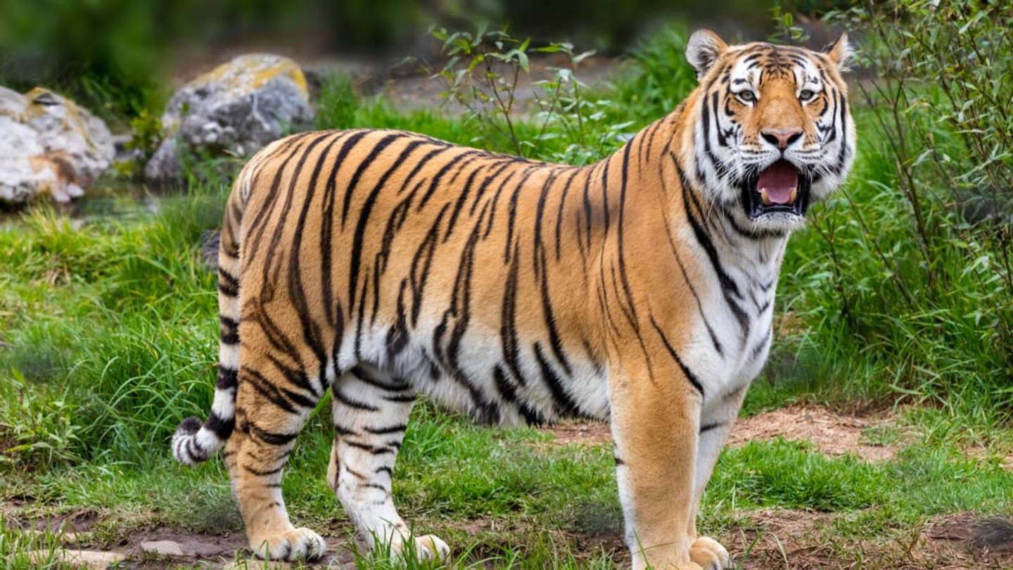 Do Big Cats Bury Their Poop?