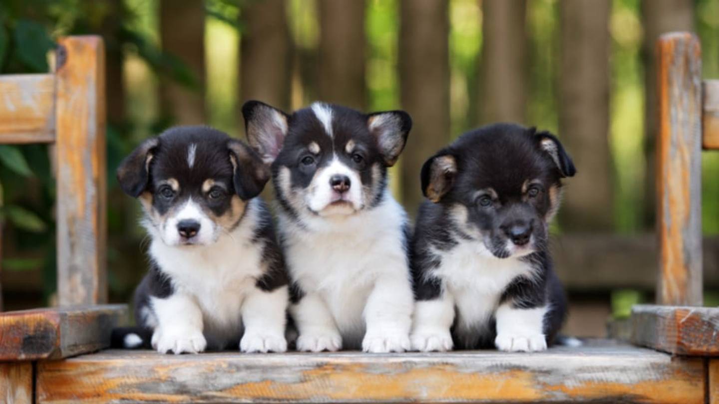12 Scientifically Cute Facts About Puppies