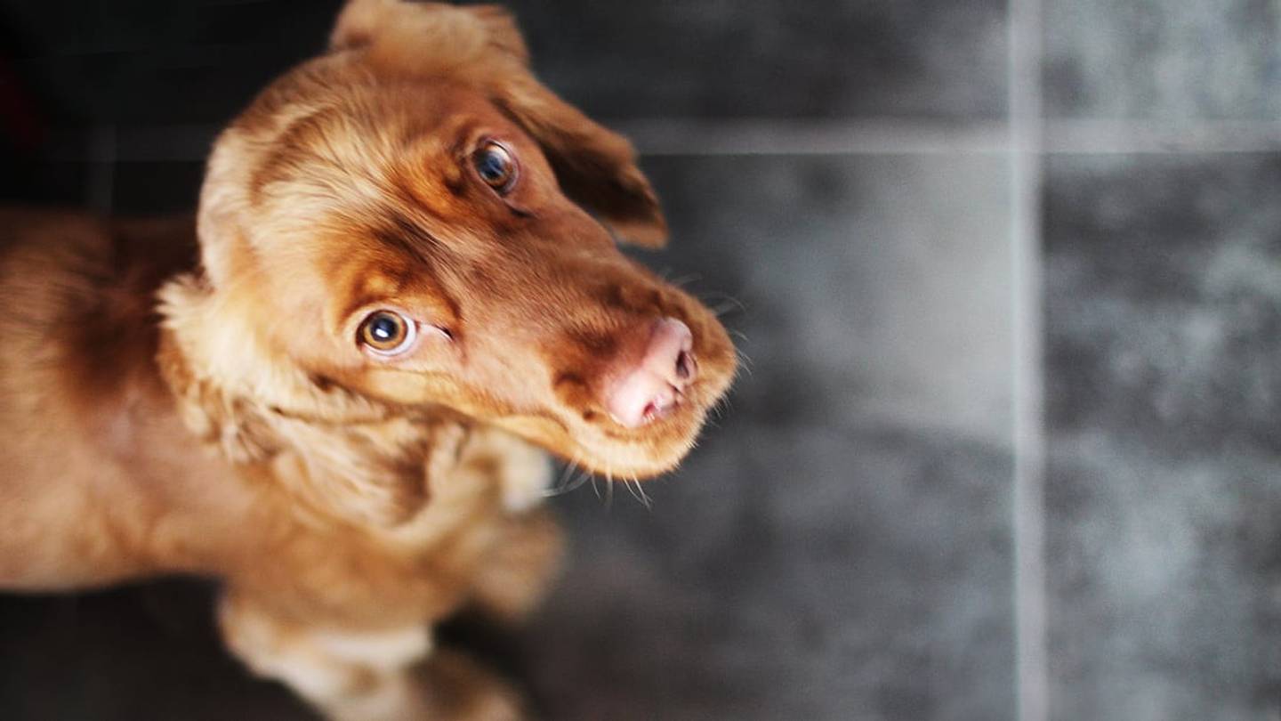 What Pet Owners Need to Know About the Latest Dog Food Recall