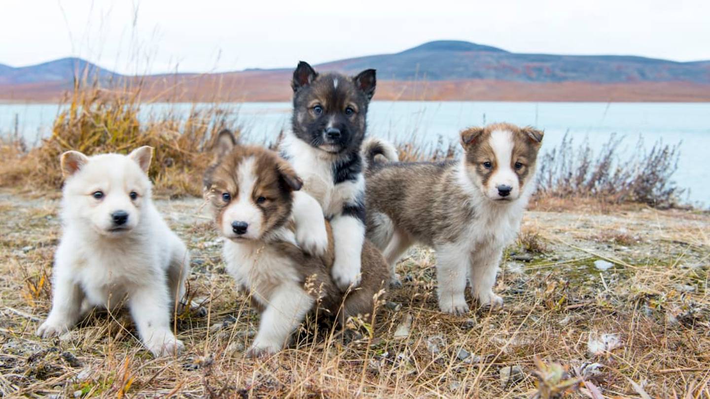 Denali National Parkâs Sled Dog Puppycam Is About to Become Your New Obsession
