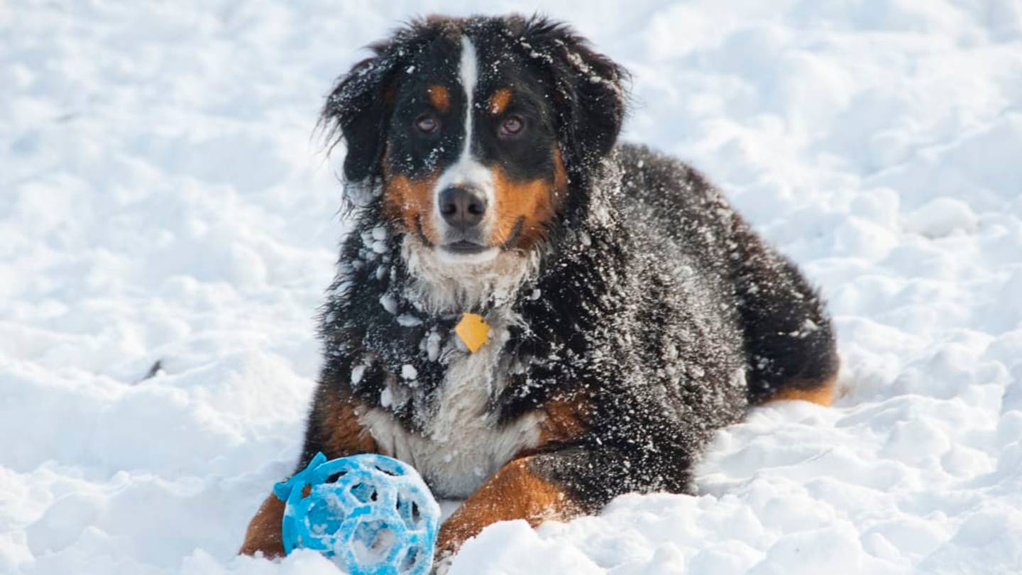 The Simple Way to Protect Your Dog From Dangerous Rock Salt
