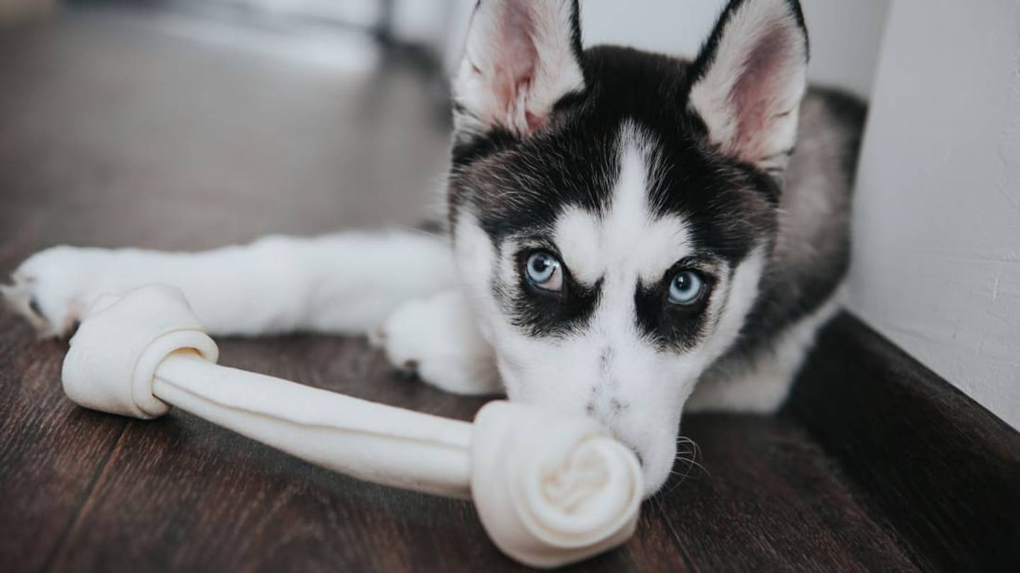The FDA Has Issued a Warning to Dog Owners About Store-Bought Bones